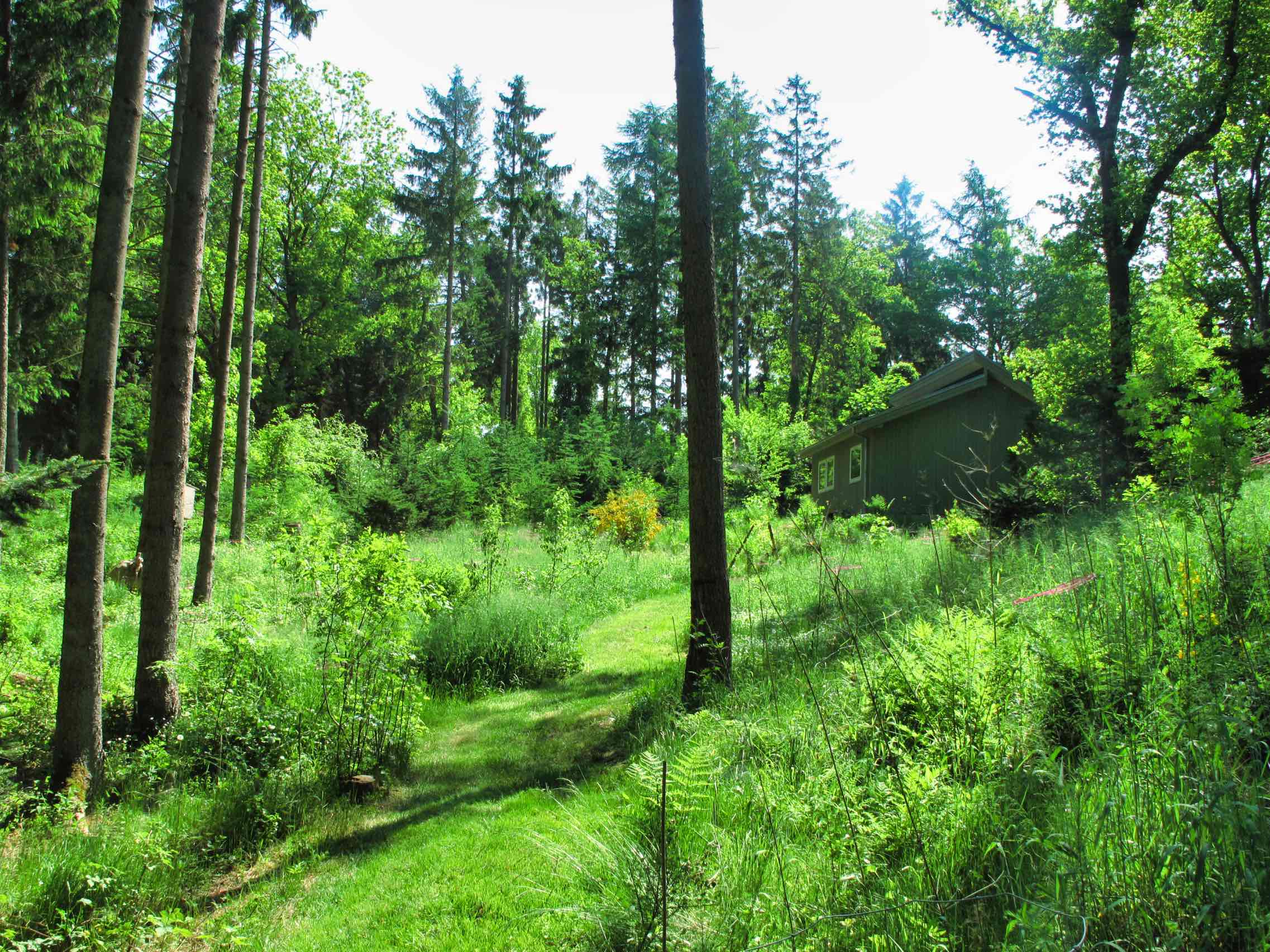 Min kommende nye skov